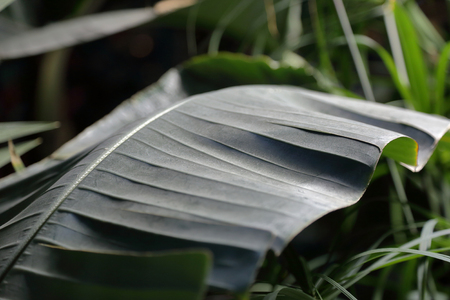 Thick juicy leaf of a large green plantの写真素材