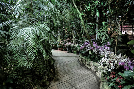 Inside a tropical greenhouse with exotic plants and treesの写真素材