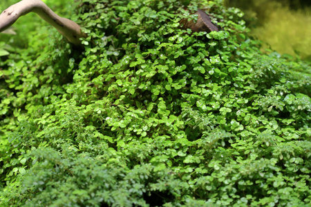 Thickets of miniature green plants in the northern territories
