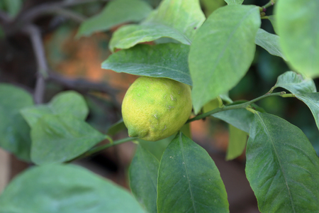 Juicy fruit of wild lemon on a tree in a city parkの写真素材