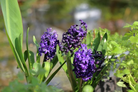 Bright spring flower bloomed in a botanical greenhouseの写真素材