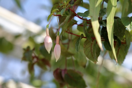 Bright spring flower bloomed in a botanical greenhouseの写真素材
