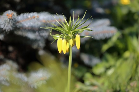 Fritillaria Imperialis is a perennial bulbous herb of the family Liliaceae. Spring blossomの写真素材