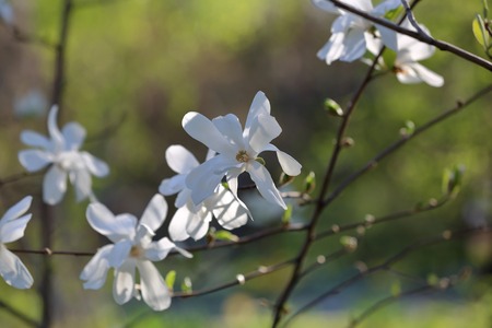 Spring blossom of the perennial deciduous magnolia of the family Magnoliaceaeの写真素材