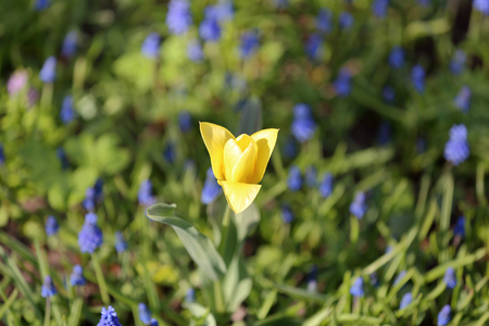 Bright spring flower bloomed in a botanical gardenの写真素材