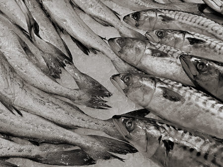 A lot of fresh raw fish on store shelve with ice