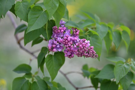 Early blooming lilac flowers in city parkの写真素材