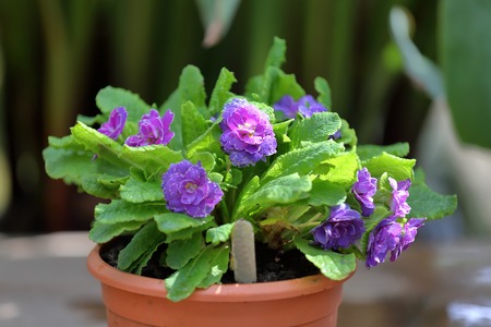 Beautiful flowering low grass from the family Primulaceaeの写真素材