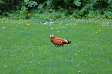 Brown-white adult female duck on a green lawnの写真素材
