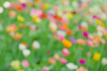 Blurred background image of bright spring blooming flowersの写真素材