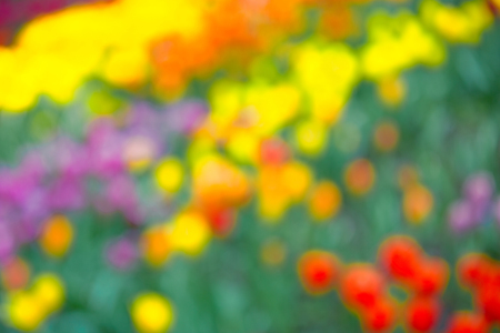 Blurred background image of bright spring blooming flowersの写真素材