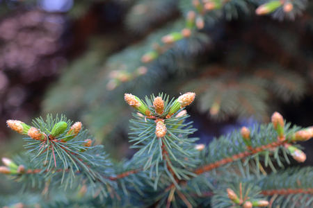 Rich textured leaves of evergreen coniferous treeの写真素材