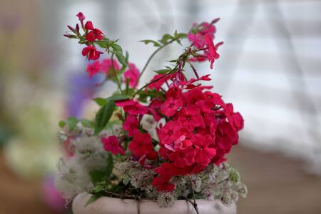 Beautiful bloom of phlox flowers from the Polemoniaceae family in seasonal bloomingの写真素材