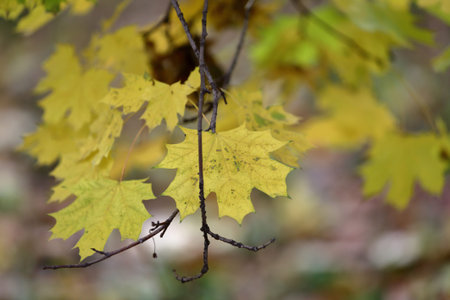Picturesque tree branch with yellow foliage in the autumn park