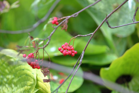 Branch with bright autumn berries of mountain ash in the october park