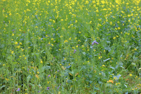 Uncultivated wild meadow with bright yellow flowers and greenery