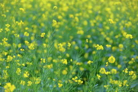 Uncultivated wild meadow with bright yellow flowers and greenery