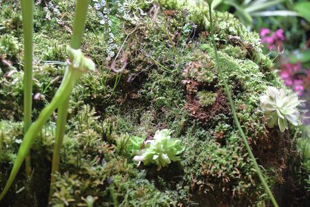 Bright textured surface of multi-colored natural mossの写真素材