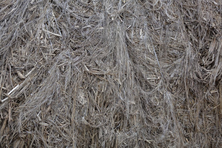 Textured dried stalks of cannabis sativa for the production of woven goods