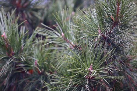 Rich textured leaves of evergreen coniferous treeの写真素材