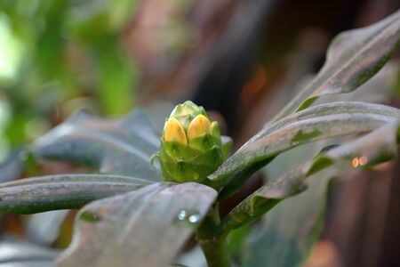Picturesque blossoming of a beautiful flower in the winter in the greenhouseの写真素材