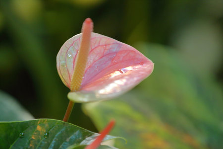 Picturesque blossoming of a beautiful flower in the winter in the greenhouse