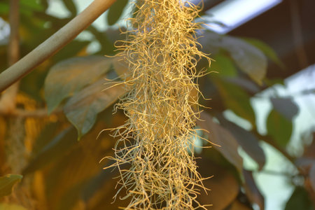 Unusual plant Tillandsia Usneoides or Spanish Moss. The Bromeliaceae Family