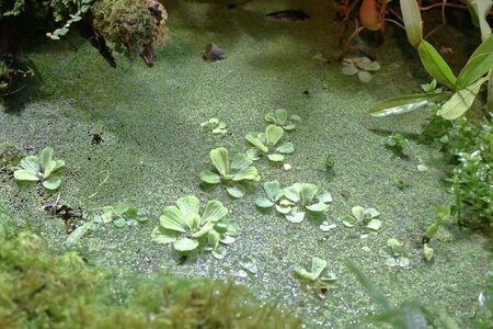 Bright textured surface of multi-colored natural mossの写真素材