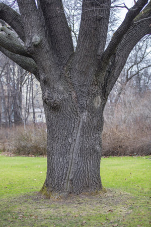 Bicentennial oak in the city park in late autumn