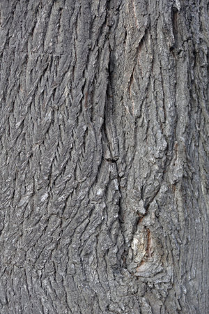 The textured surface of the bark of the old perennial deciduous tree
