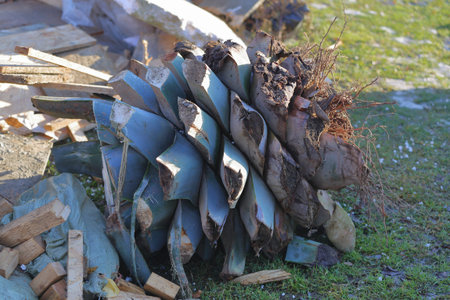 The root of a large palm tree is uprooted, cut and thrown into a landfill of construction waste