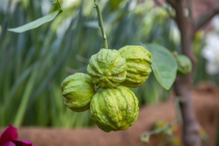 Green unripe wild orange fruit on a tree in a city park