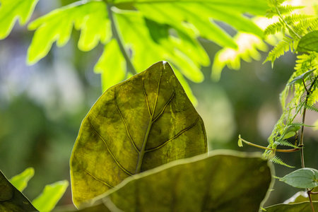 Close to a thick juicy leaf of an exotic plant in a greenhouse