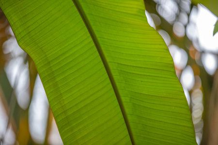 Close to a thick juicy leaf of an exotic plant in a greenhouse