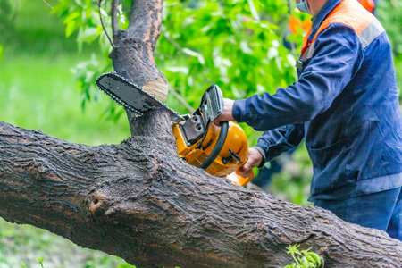 Worker in uniform with a chainsaw sawing a tree that fell during a hurricane