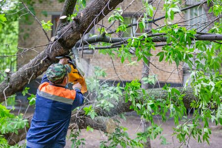 Worker in uniform with a chainsaw sawing a tree that fell during a hurricaneの写真素材