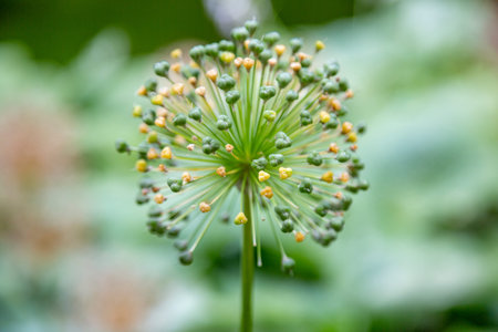 Allium or wild onion. Blossoming plant with round prickly flower