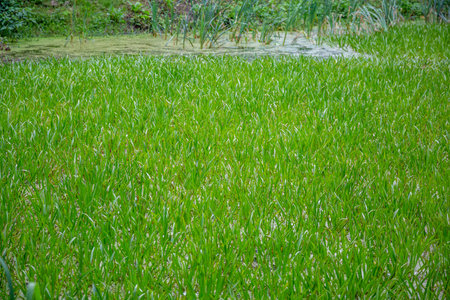 Abandoned wild pond with mud in the middle of the city park