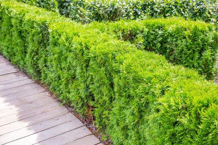 An example of trimming a green decorative bush with garden landscaping