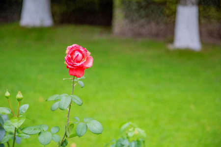 A wild-growing rose with beautiful petals blossomed in the city parkの写真素材