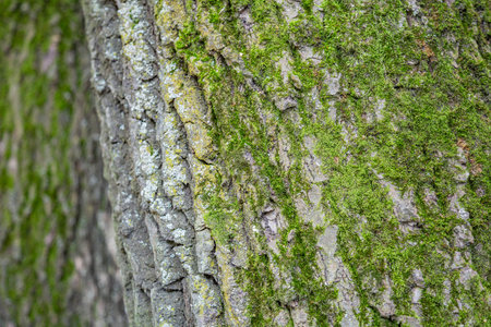 The textured surface of the bark of the old perennial deciduous tree