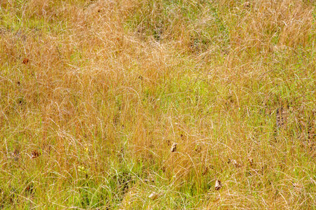 Yellow sun-burnt grass in a rural uncultivated field