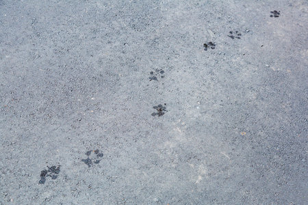 Textured gray road asphalt surface with wet adult dog footprints