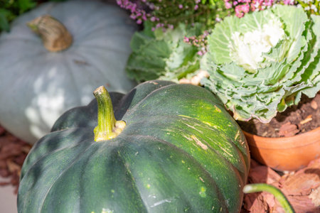 Autumn pumpkin as a symbol of Halloween in the backyard of the farm