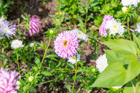 Bright autumn flower bloomed in a botanical garden