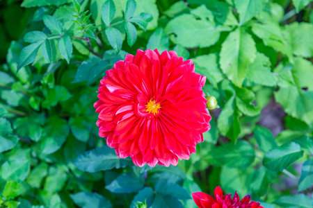 Bright autumn flower bloomed in a botanical garden