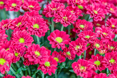 Bright autumn flower bloomed in a botanical garden