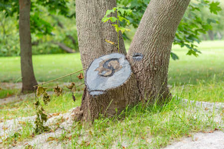 Huge wooden stump of deciduous tree on a summer dayの写真素材