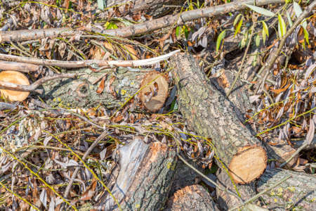 A dry wood log and straw for firing and heating lies in the backyardの写真素材