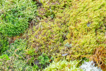 Bright textured surface of multi-colored natural mossの写真素材